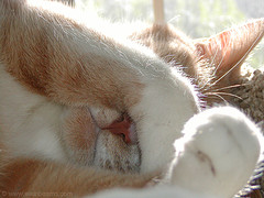 sleeping-cat